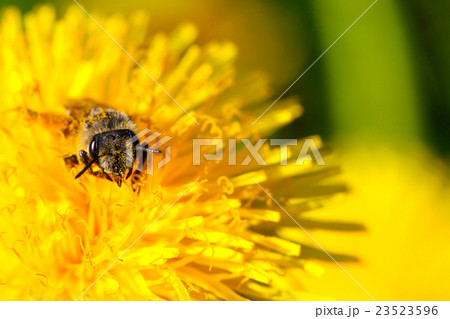 bee in a dandelion flower 23523596