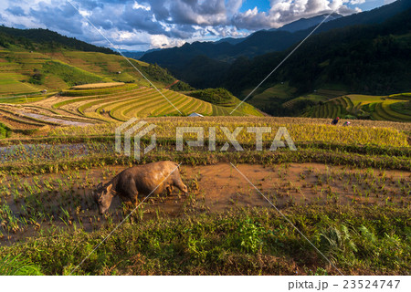 Rice fields on terraced of mu cang chai District with buffalo and vietnamese Hmong farmer, YenBai province, Northwest Vietnam 23524747