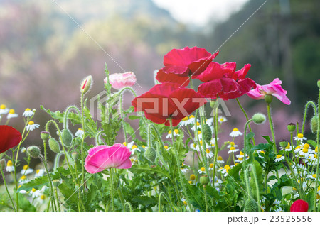 Poppy Flower 23525556