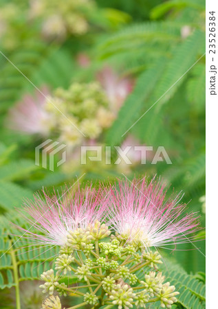 ネムの木 23526384