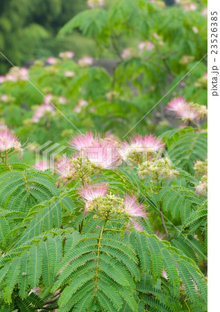 ねむの木 23526385