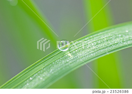 朝露 朝露 23526386