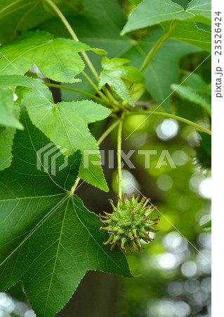 樹木：モミジバフウ　マンサク科 23526424