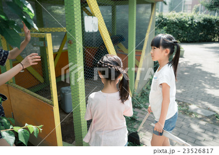 primary school child primary school child 23526817