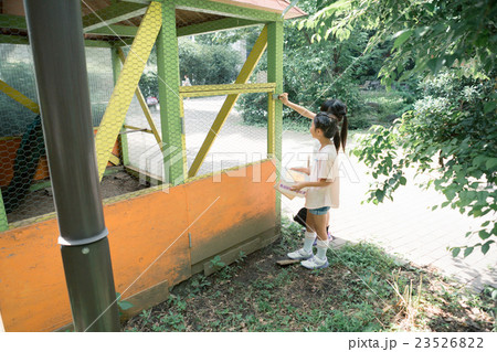 primary school child primary school child 23526822
