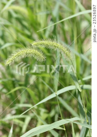 エノコログサとヤブキリの幼虫 エノコログサとヤブキリの幼虫 23526897