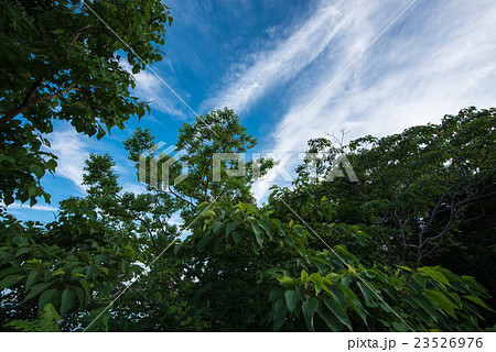 青空と木々　広角で 23526976