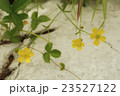 山野草 23527122