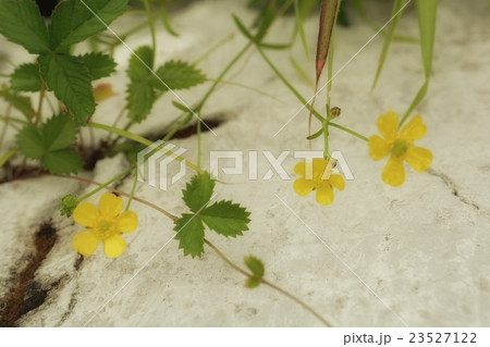 山野草 山野草 23527122