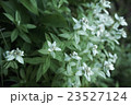 ウスユキソウ 23527124