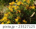 ミヤマオトギリ 23527125