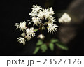ミヤマカラマツ 23527126