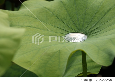 蓮の葉 23527250