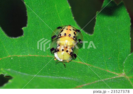 交尾 交配 交接 23527378