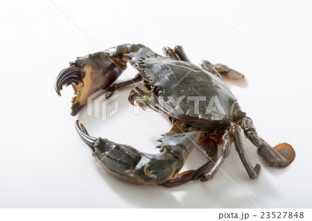 イシガニ 23527848