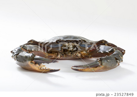 イシガニ 23527849