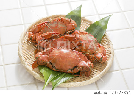 イシガニ 23527854