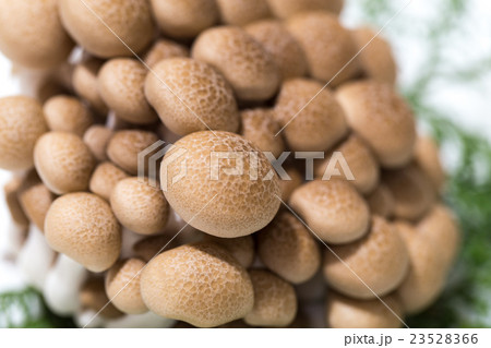しめじ しめじ 23528366