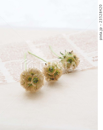 スカビオサの種 23528420