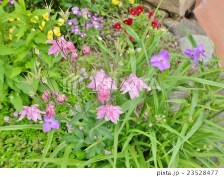 春と夏の花が共に咲き乱れる山野草花壇 23528477