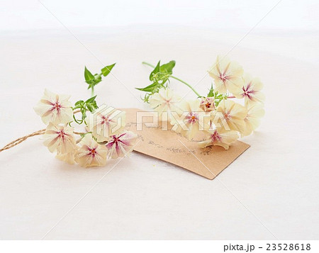 切り花 フロックス 切り花 フロックス 23528618