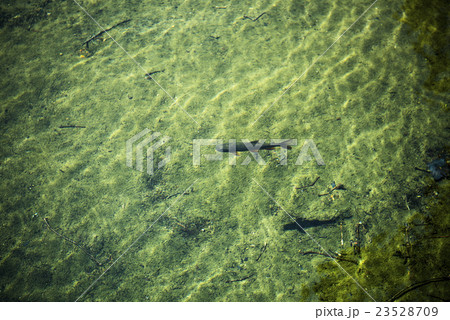 渓流の魚（イワナ） 23528709