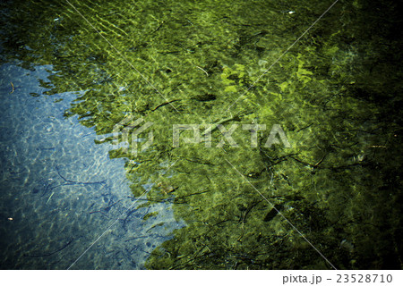 渓流の魚（ニジマス） 23528710