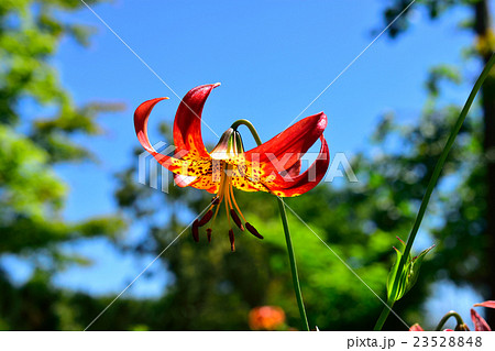 百合が原公園のゆり アメリカンハイブリッド 百合が原公園のゆり アメリカンハイブリッド 23528848