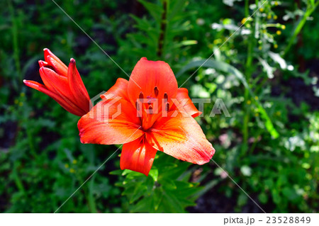 百合が原公園のゆり　グランパラディソ 23528849