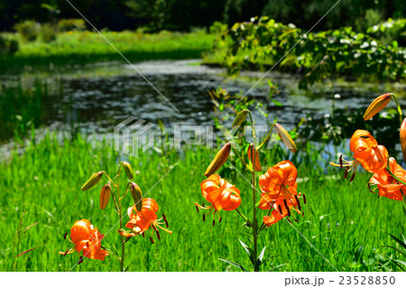 百合が原公園のゆり　コオニユリ 23528850