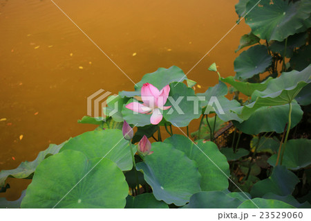 Lotus bloomming at green leaves 23529060