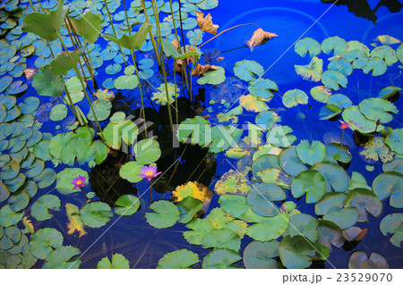 Lotus flower in the lagoon and reflection  23529070