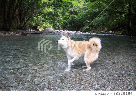 川遊びをする犬の写真素材