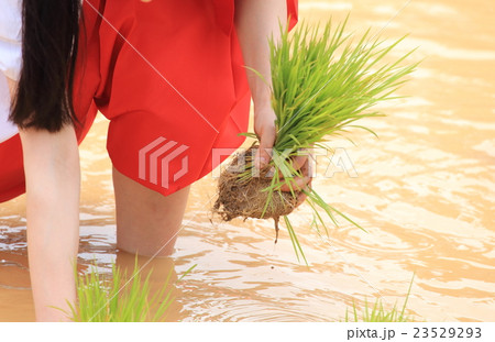 田植えの神事 23529293