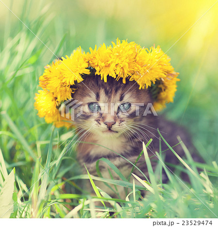 kitten crowned dandelion flowers chaplet kitten crowned dandelion flowers chaplet 23529474