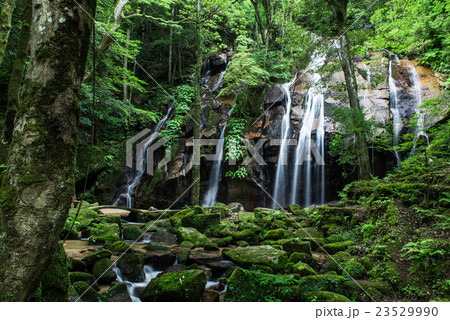 金引の滝 23529990