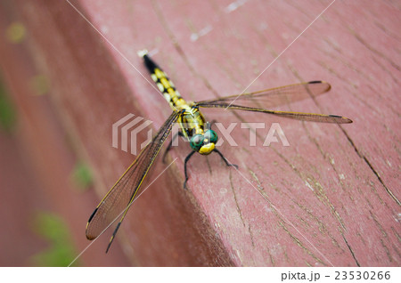 ムギワラトンボ２ 23530266