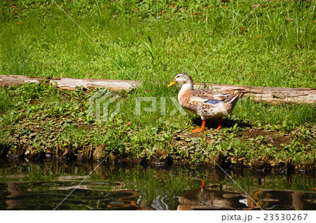 水辺の鴨 23530267