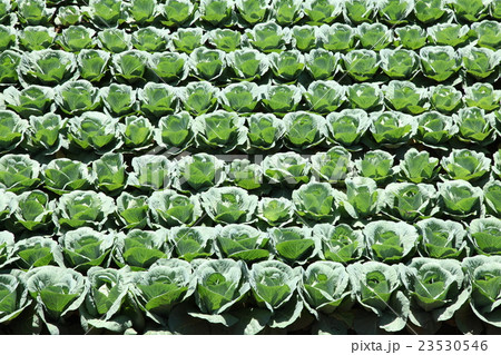 キャベツ畑 23530546