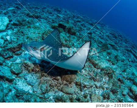 マダラトビエイ マダラトビエイ 23530564