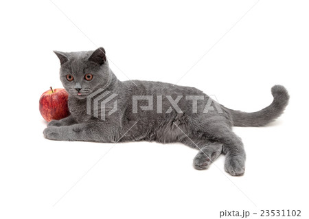 gray cat and red apple on a white background 23531102