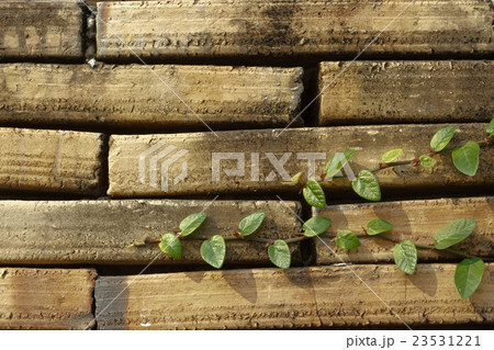 creeper plant on old bricks wall. 23531221