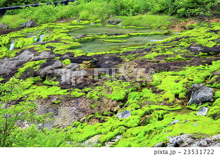 チャツボミゴケ 23531722