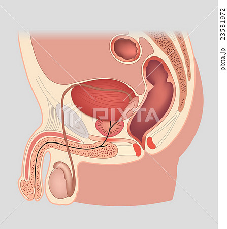 Man reproductive system median section, genital 23531972