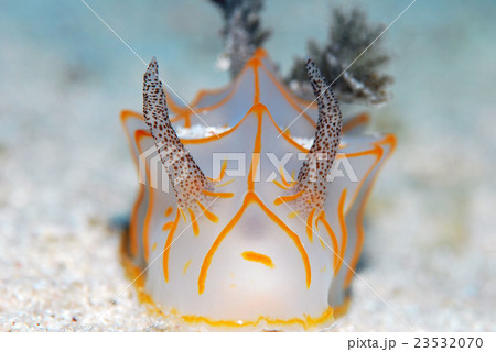 キスジカンテンウミウシの写真素材