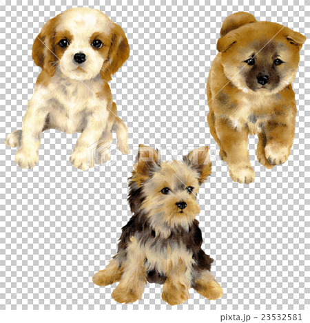 可愛い仔犬のイラスト 23532581