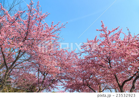 河津桜 河津桜 23532923