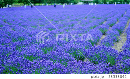 富良野のラベンダー畑 富良野のラベンダー畑 23533042
