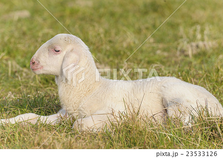 portrait of lamb portrait of lamb 23533126