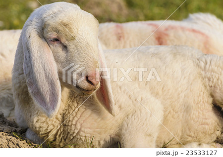 portrait of lamb 23533127